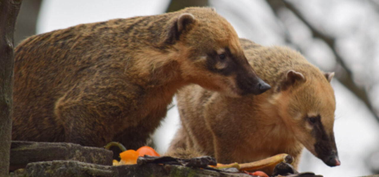 Tierpark Bad Kösen - Ein Besuch lohnt sich!